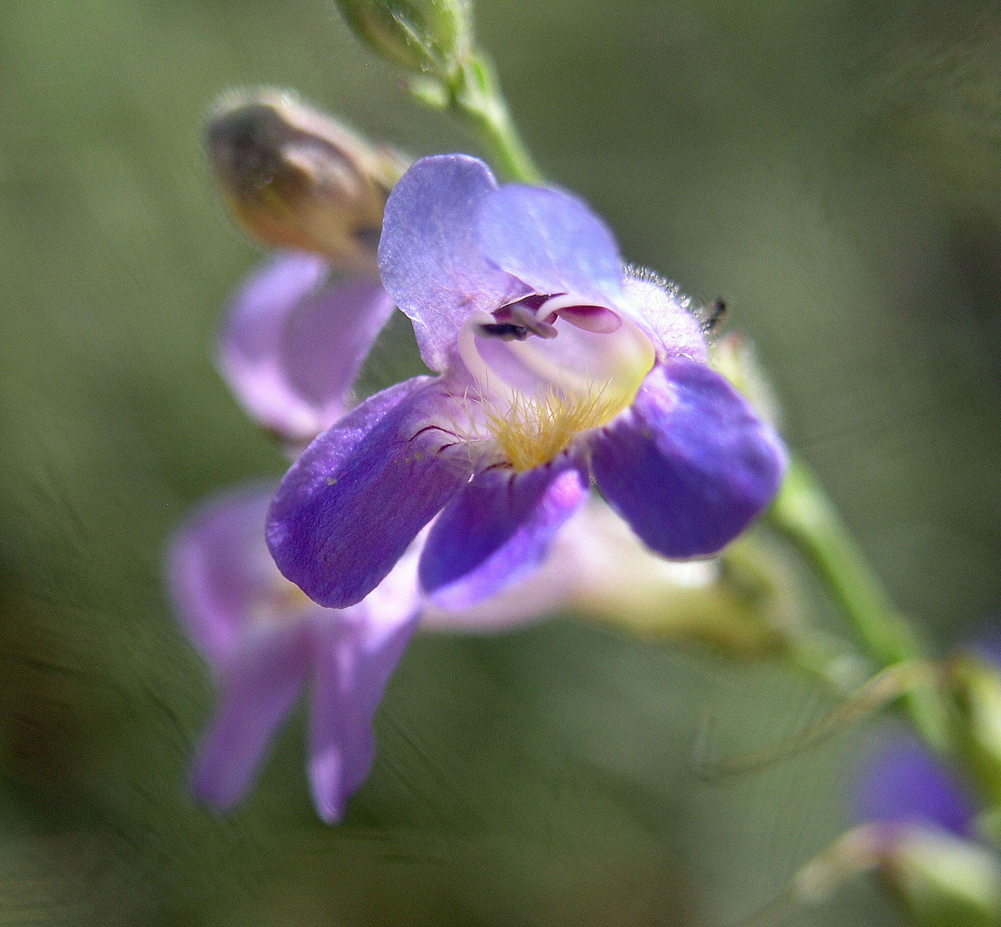 Plancia ëd Penstemon linarioides A. Gray