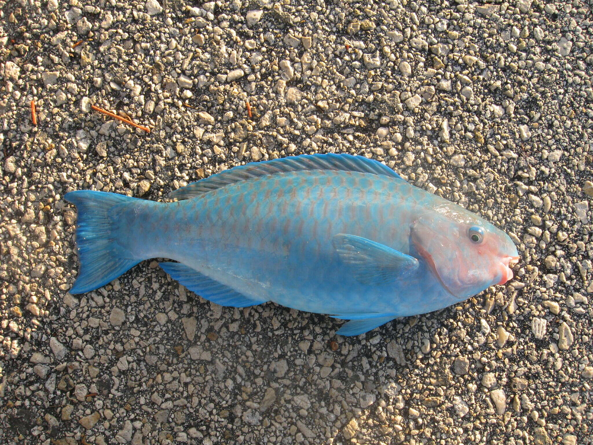 Image of Blue Kwab