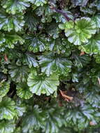 Image of Crepidomanes saxifragoides (C. Presl) P. S. Green