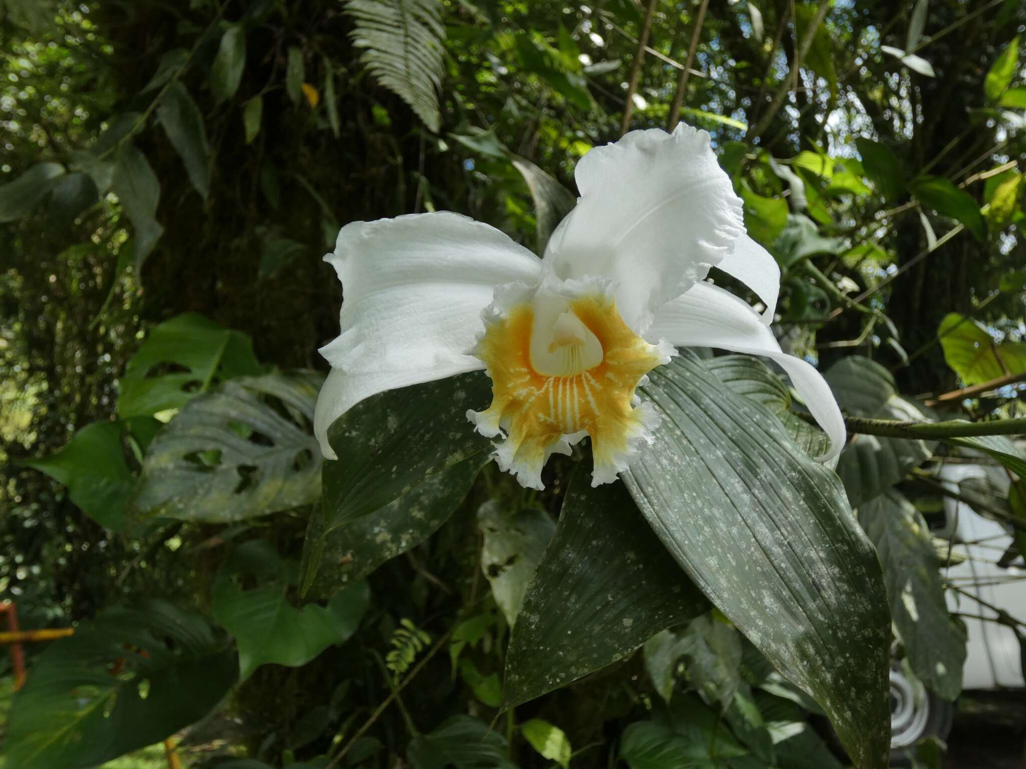 Image of Sobralia chrysostoma Dressler