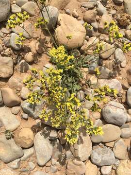 Image of Limonium sinuatum subsp. bonduellei (Lestib.) Sauvage & Vindt