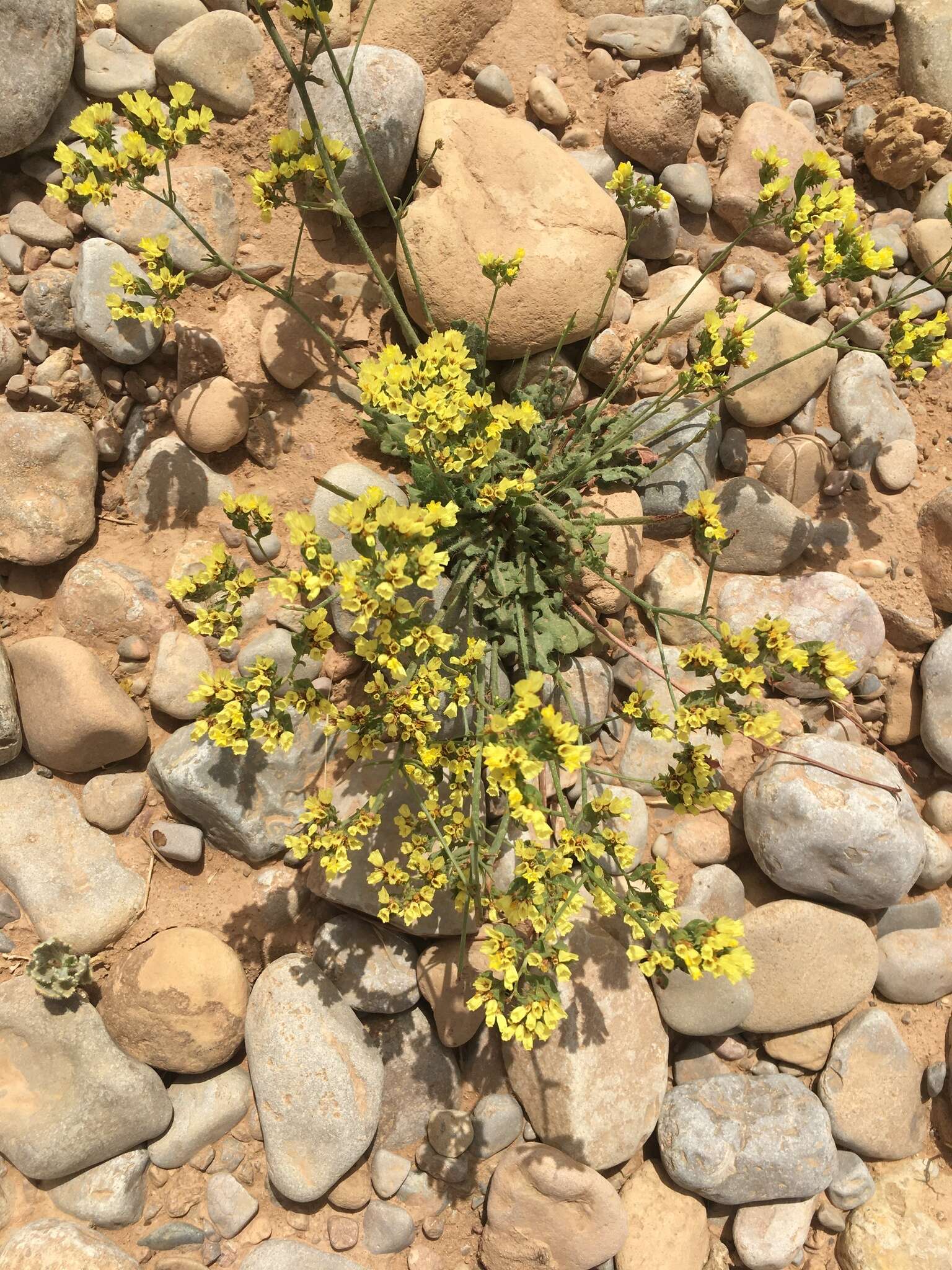 Imagem de Limonium sinuatum subsp. bonduellei (Lestib.) Sauvage & Vindt