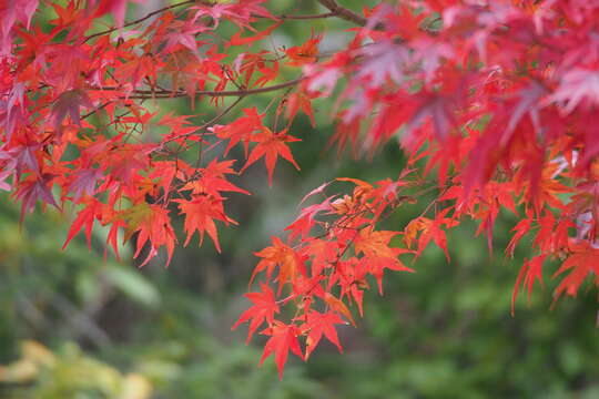 Image of Japanese maple