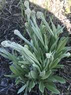 Plancia ëd Antennaria pulcherrima (Hook.) Greene