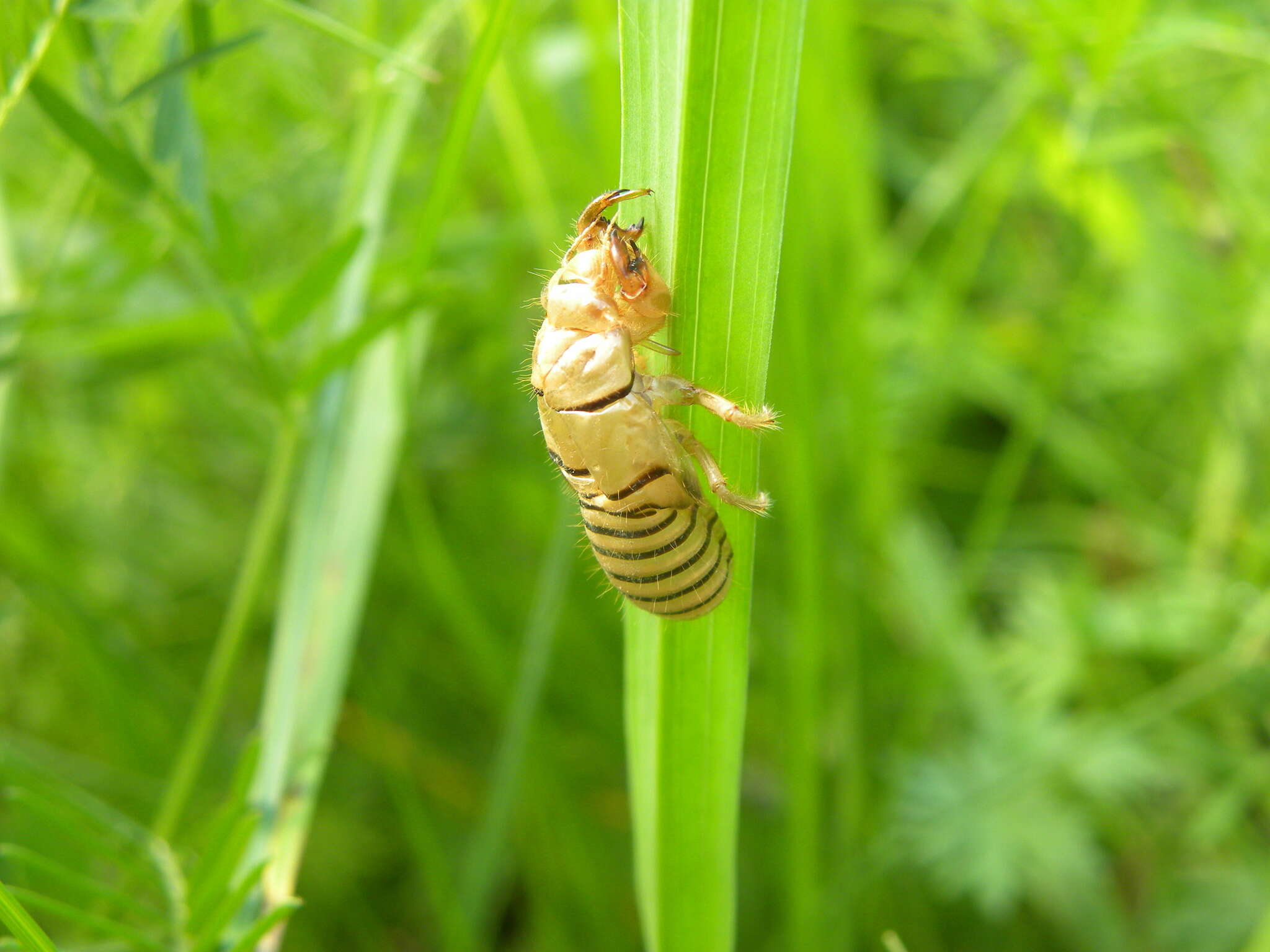 Image of New Forest cicada