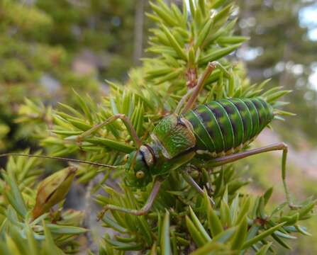 Image of Steropleurus chopardi