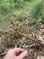 Image of Rough Flat Sedge