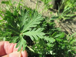 Image of Potentilla angarensis Popov