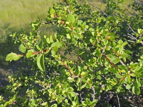 Image of Colubrina viridis (M. E. Jones) M. C. Johnst.