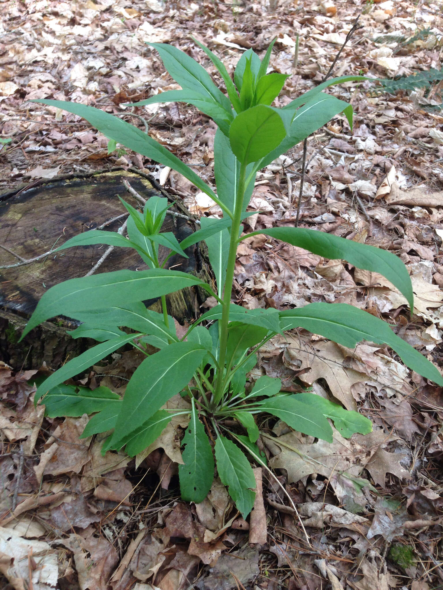 Imagem de Hesperis matronalis L.