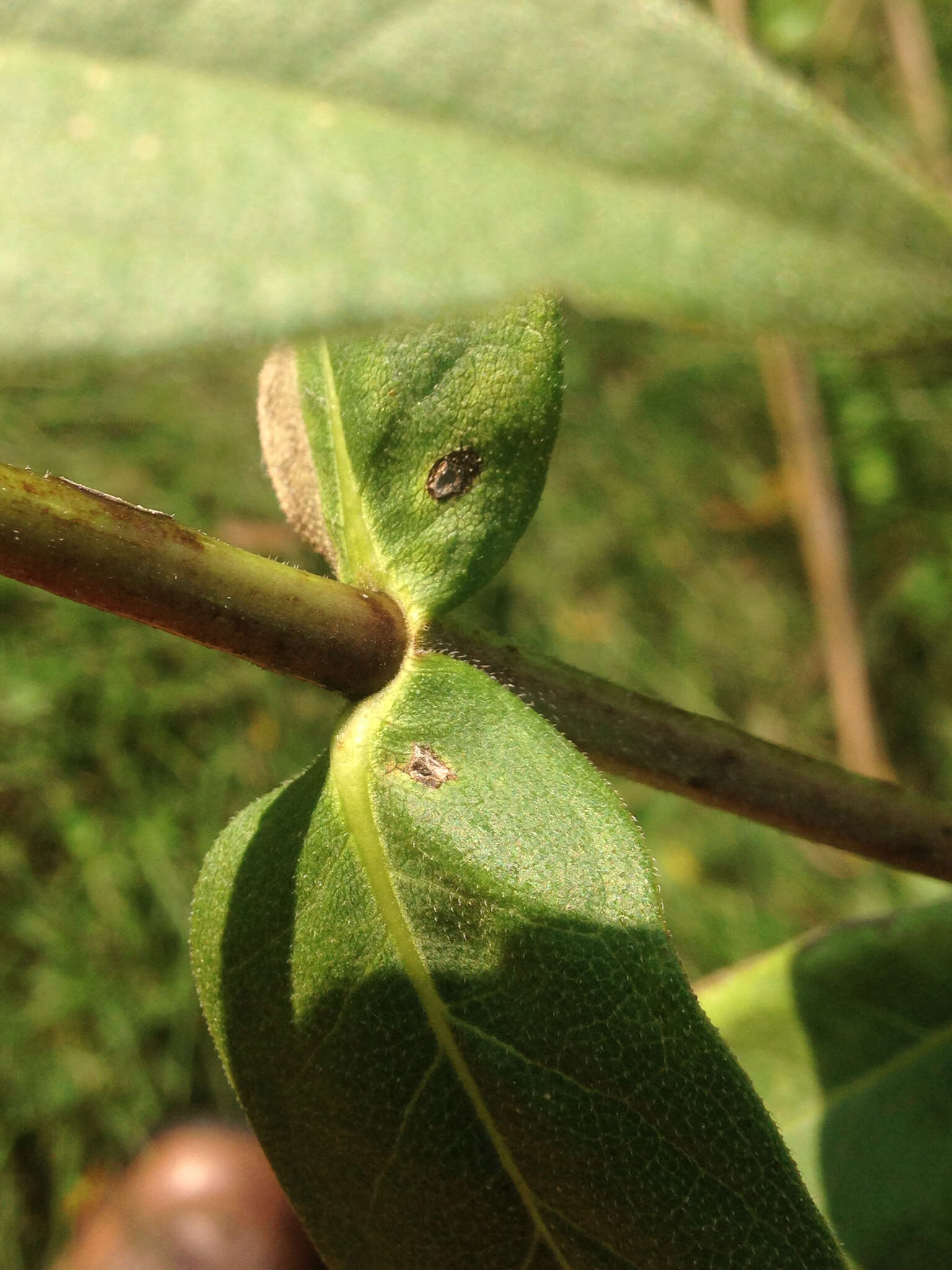 Image de Silphium integrifolium Michx.