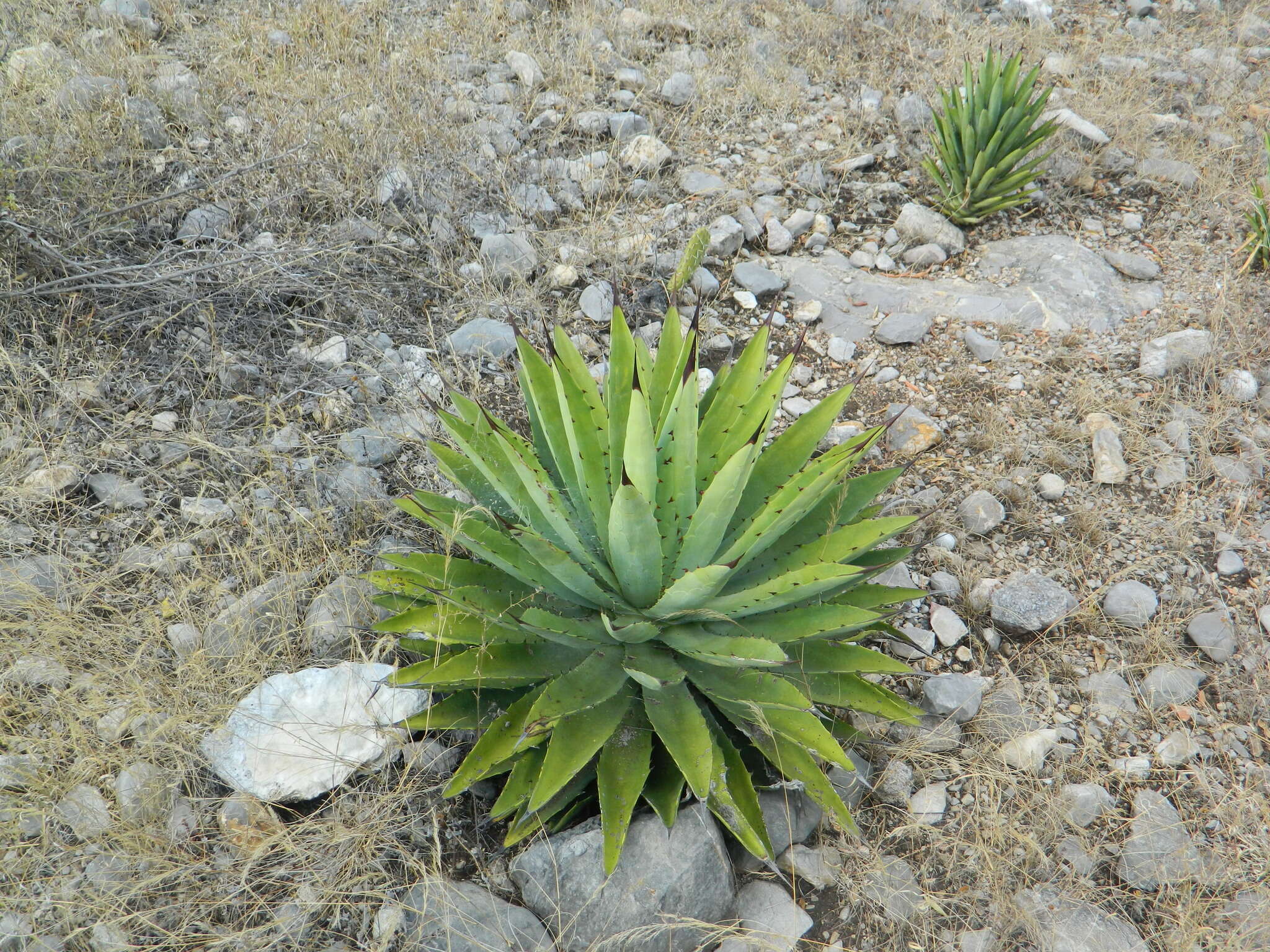 Image of Agave macroacantha Zucc.