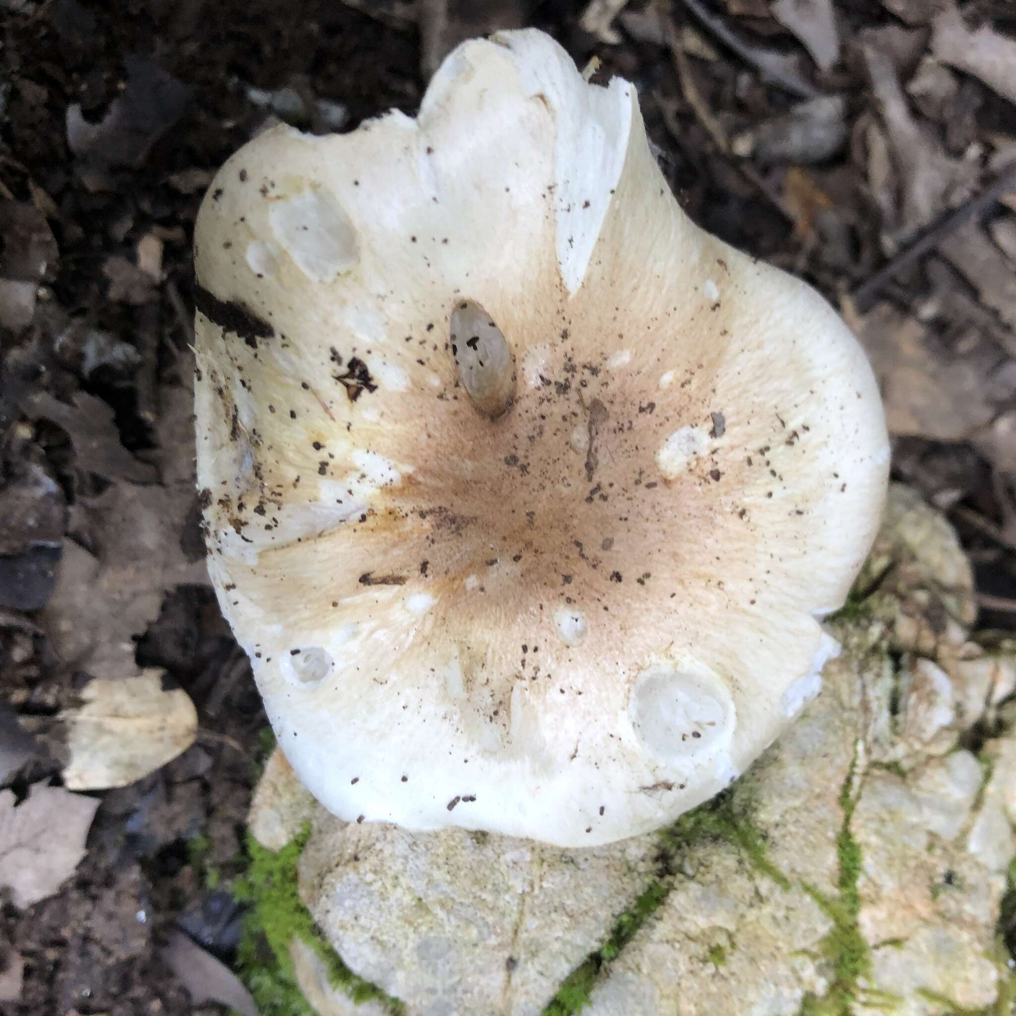 Image de Hygrophorus leucophaeo-ilicis Bon & Chevassut 1985