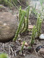 Слика од Crassula lanceolata subsp. lanceolata