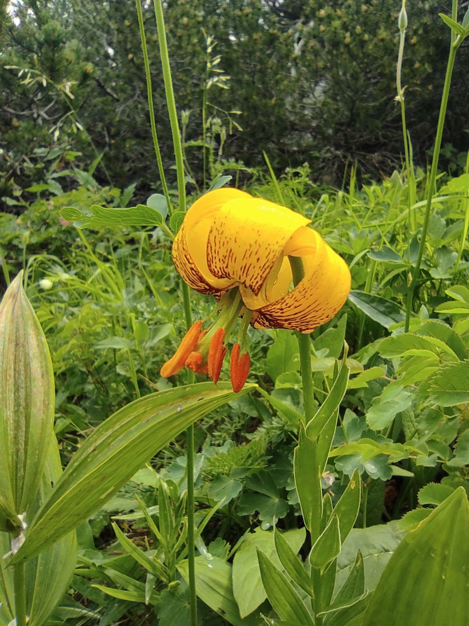 Lilium bosniacum (Beck) Fritsch的圖片