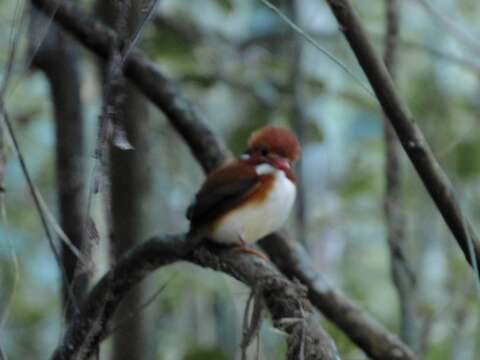 Image of Madagascan Pygmy Kingfisher