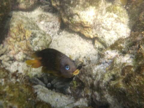 Image of Galapagos gregory