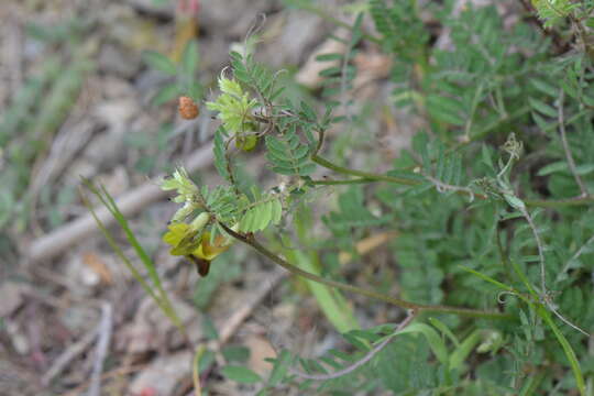 Imagem de Vicia melanops Sibth. & Sm.