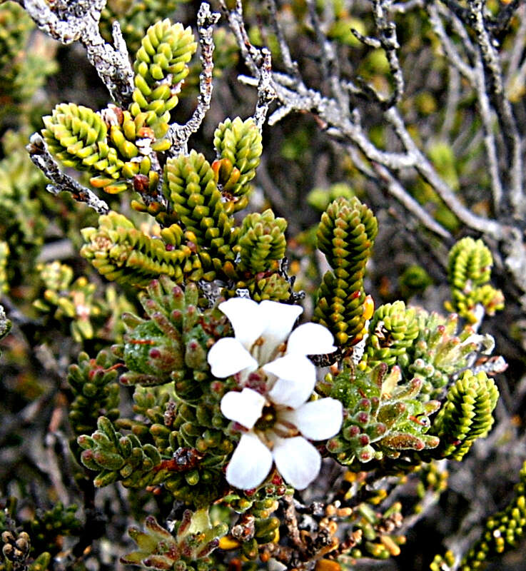 Image of Acmadenia teretifolia (Link) Phill.