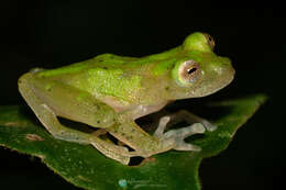 Image of Yuruani Glass Frog