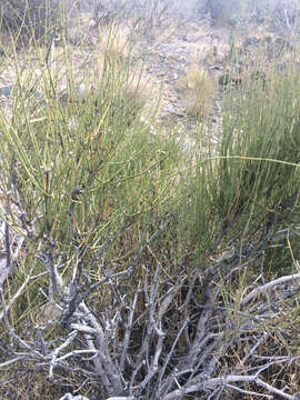 Image of Green Ephedra