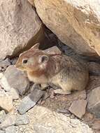 Image of Afghan Pika