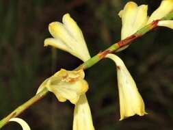 Image of Watsonia watsonioides (Baker) Oberm.