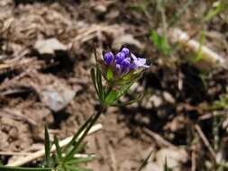 Imagem de Asperula arvensis L.