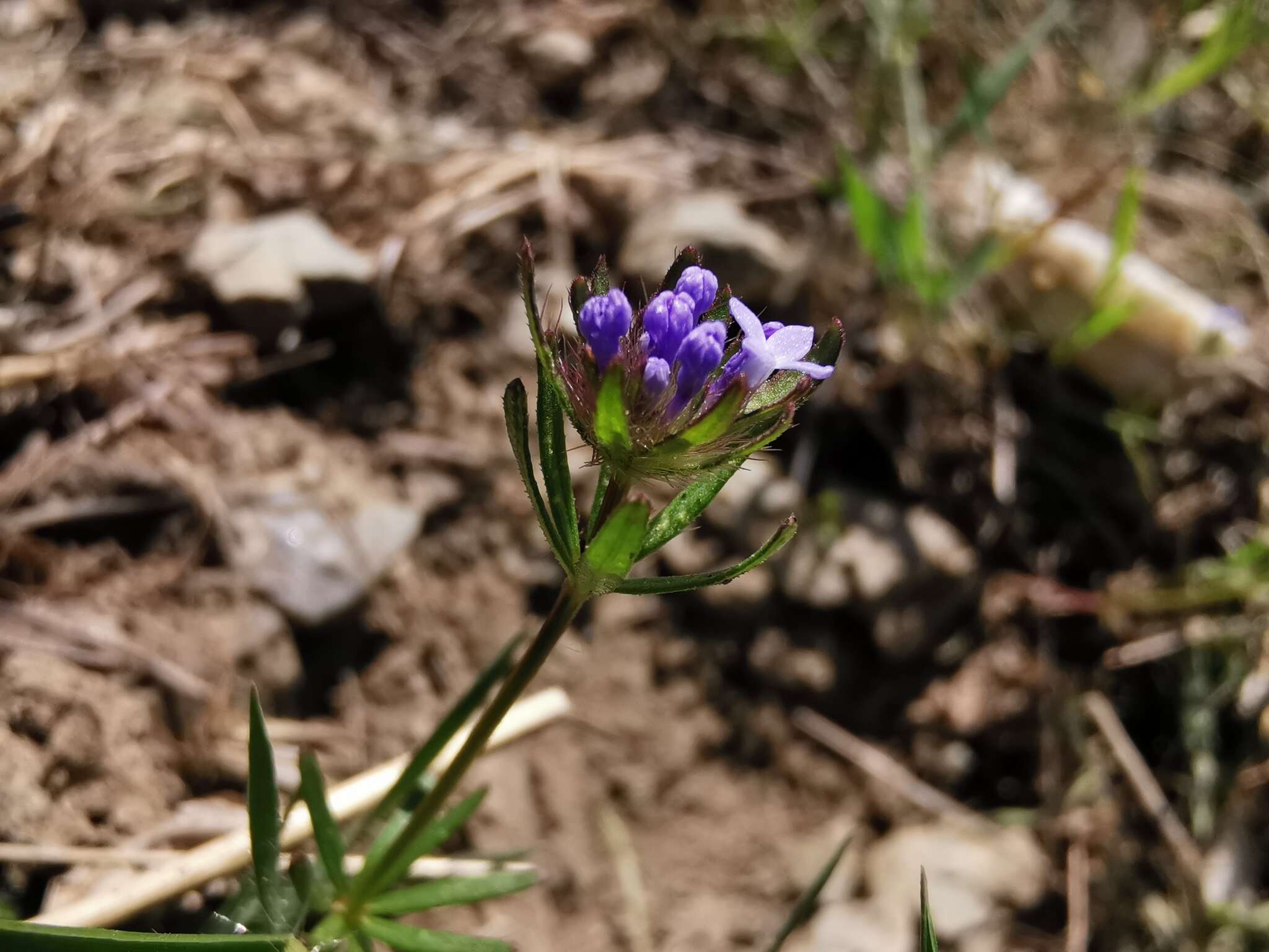 Image de Asperula arvensis L.