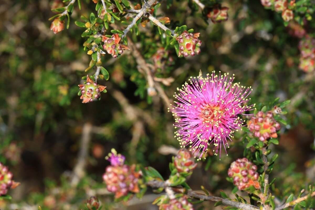 Image of Melaleuca seriata Lindl.