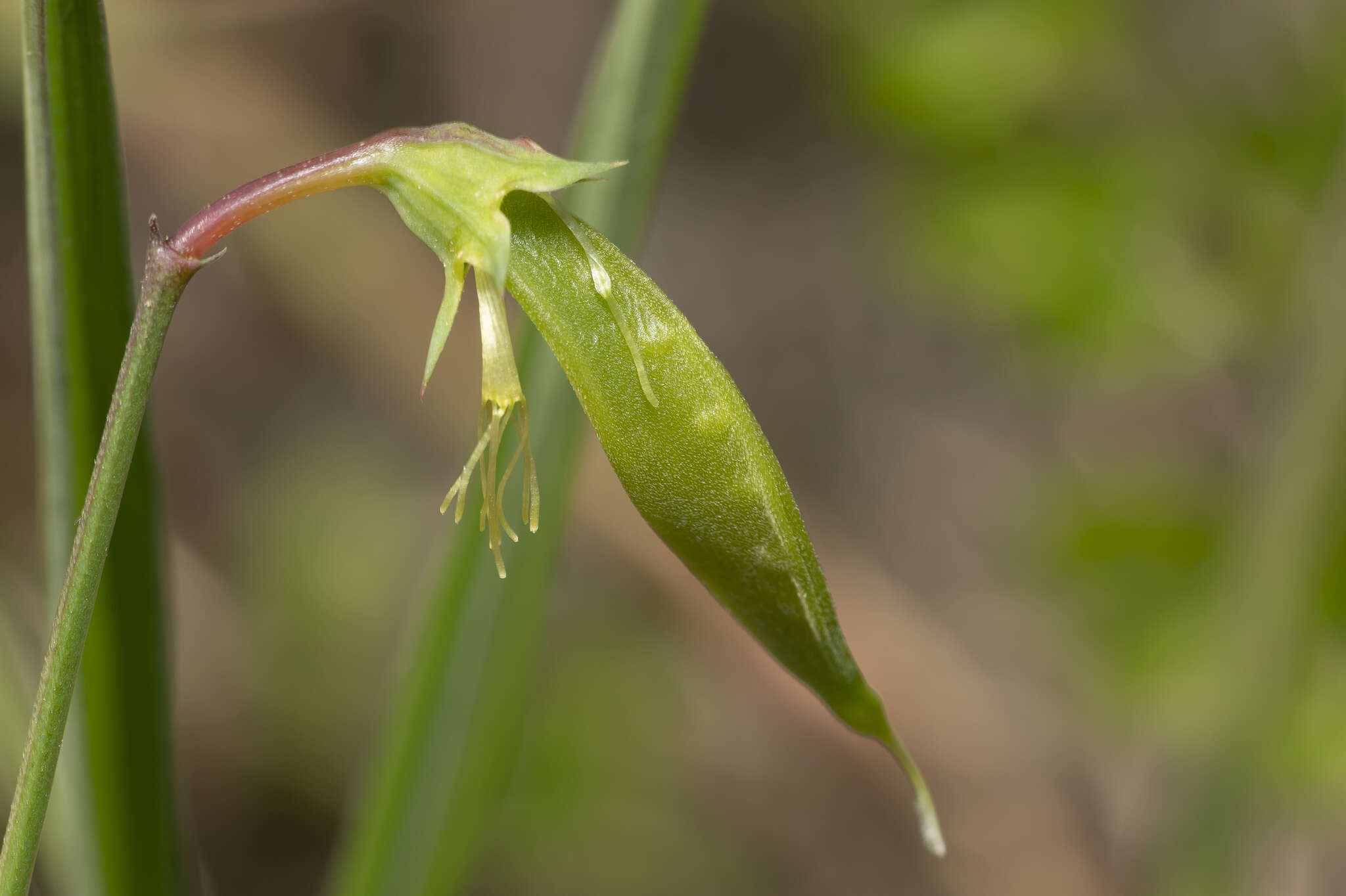 Imagem de Lathyrus annuus L.