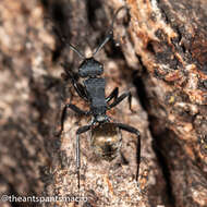 Image de Polyrhachis euterpe Forel 1902