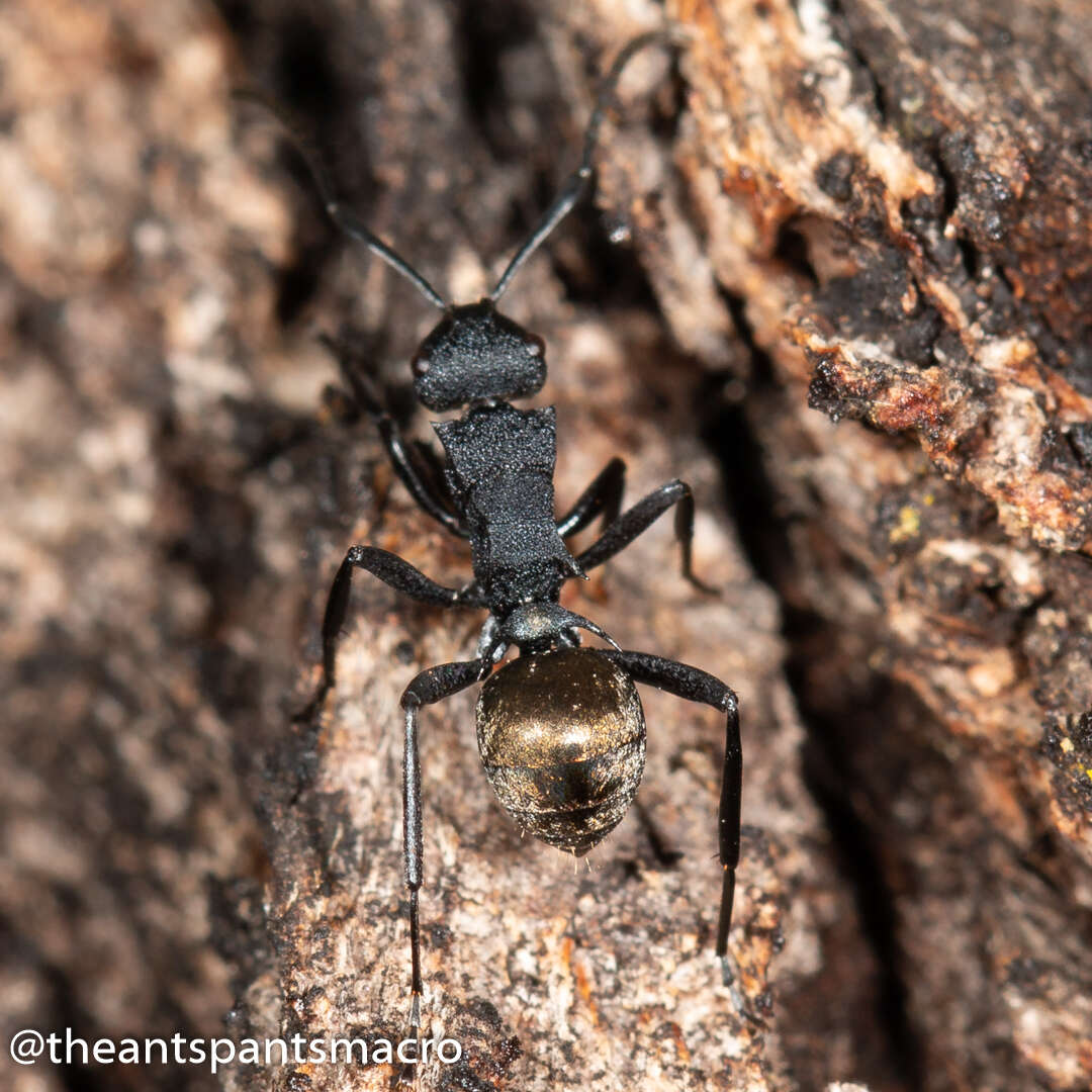 Image de Polyrhachis euterpe Forel 1902