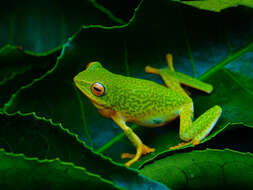 Image of Jayaram's bush frog