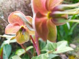 Image of livid hellebore