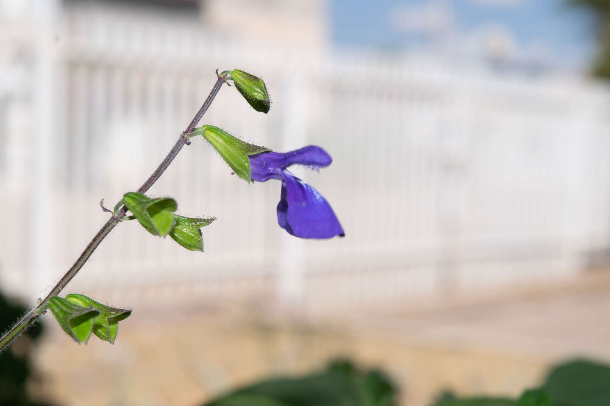 Image of Salvia xolocotzii Bedolla & Zamudio