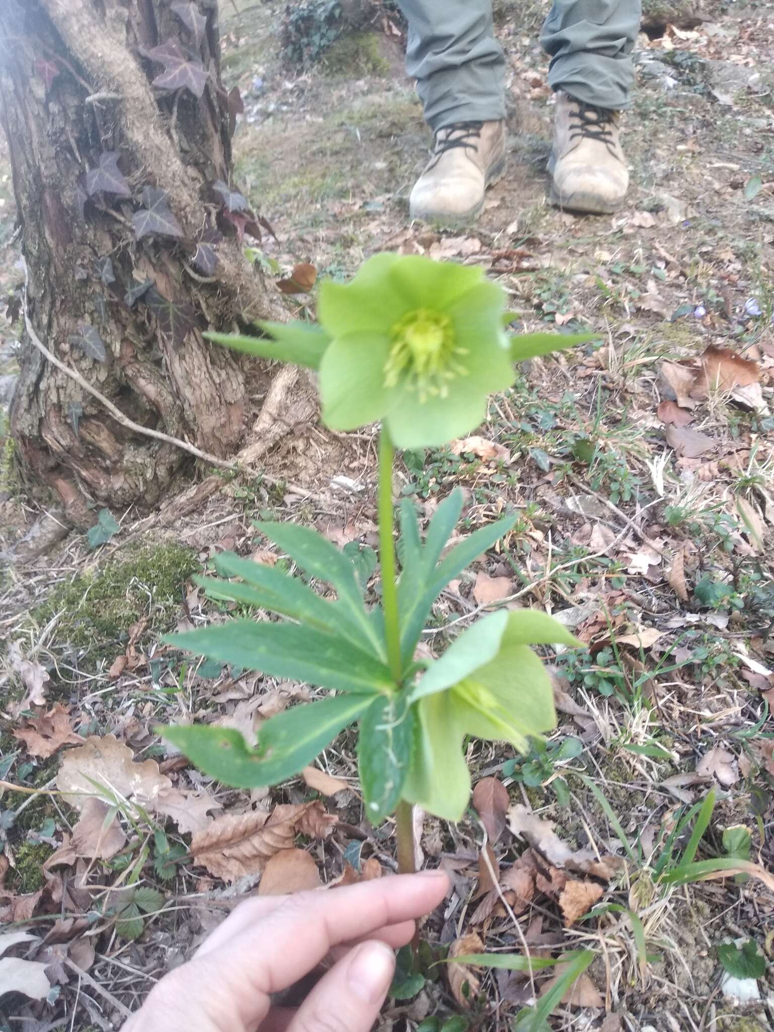 Image of Green Hellebore