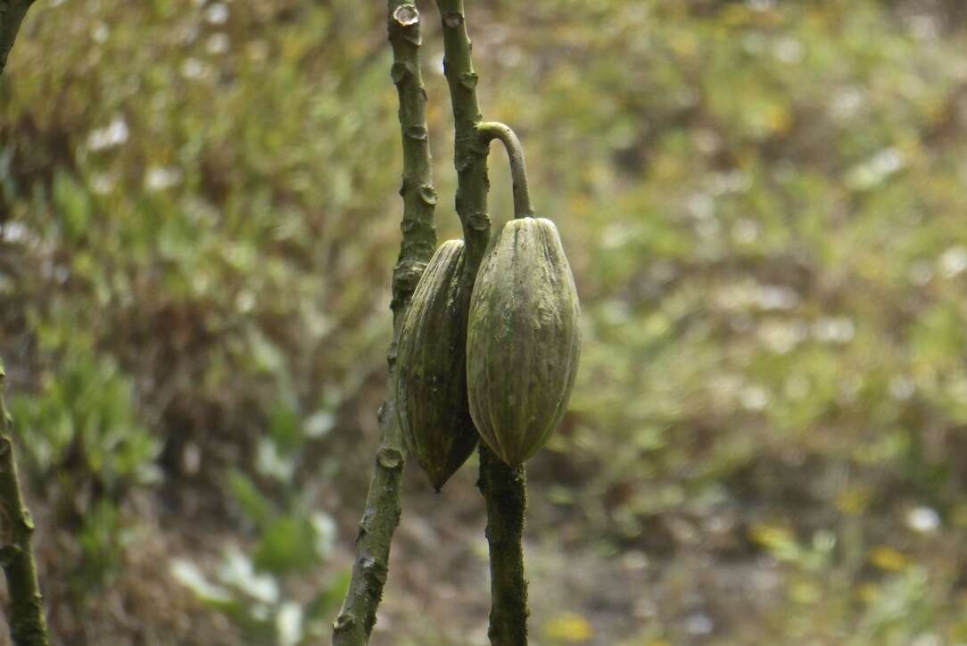 Image of Vasconcellea candicans (A. Gray) A. DC.