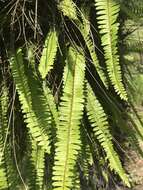 Image of Boston swordfern