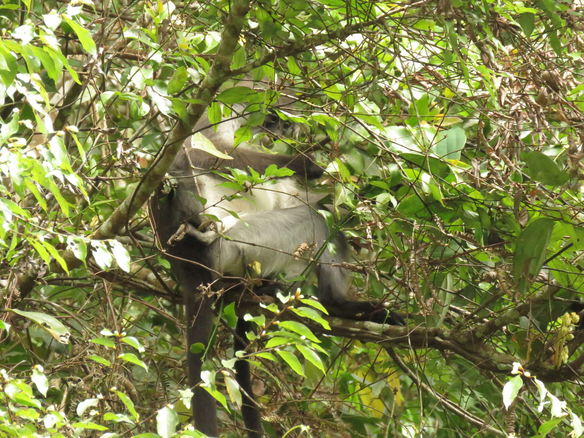 Image of Pale-thighed Langur