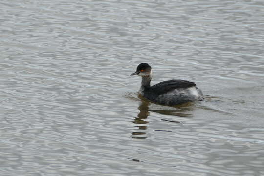 Image of Podiceps Latham 1787