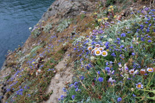 Image of Pacific gilia