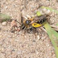 Image of Long-lipped Andrena