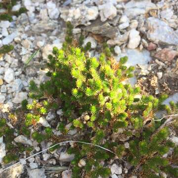 Image of Arizona spikemoss