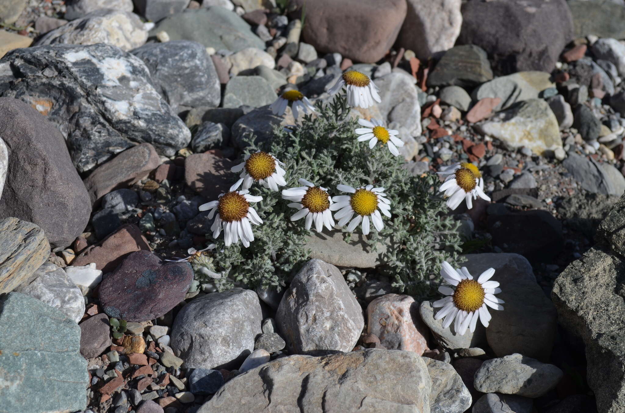 Image of Allardia tomentosa DC.