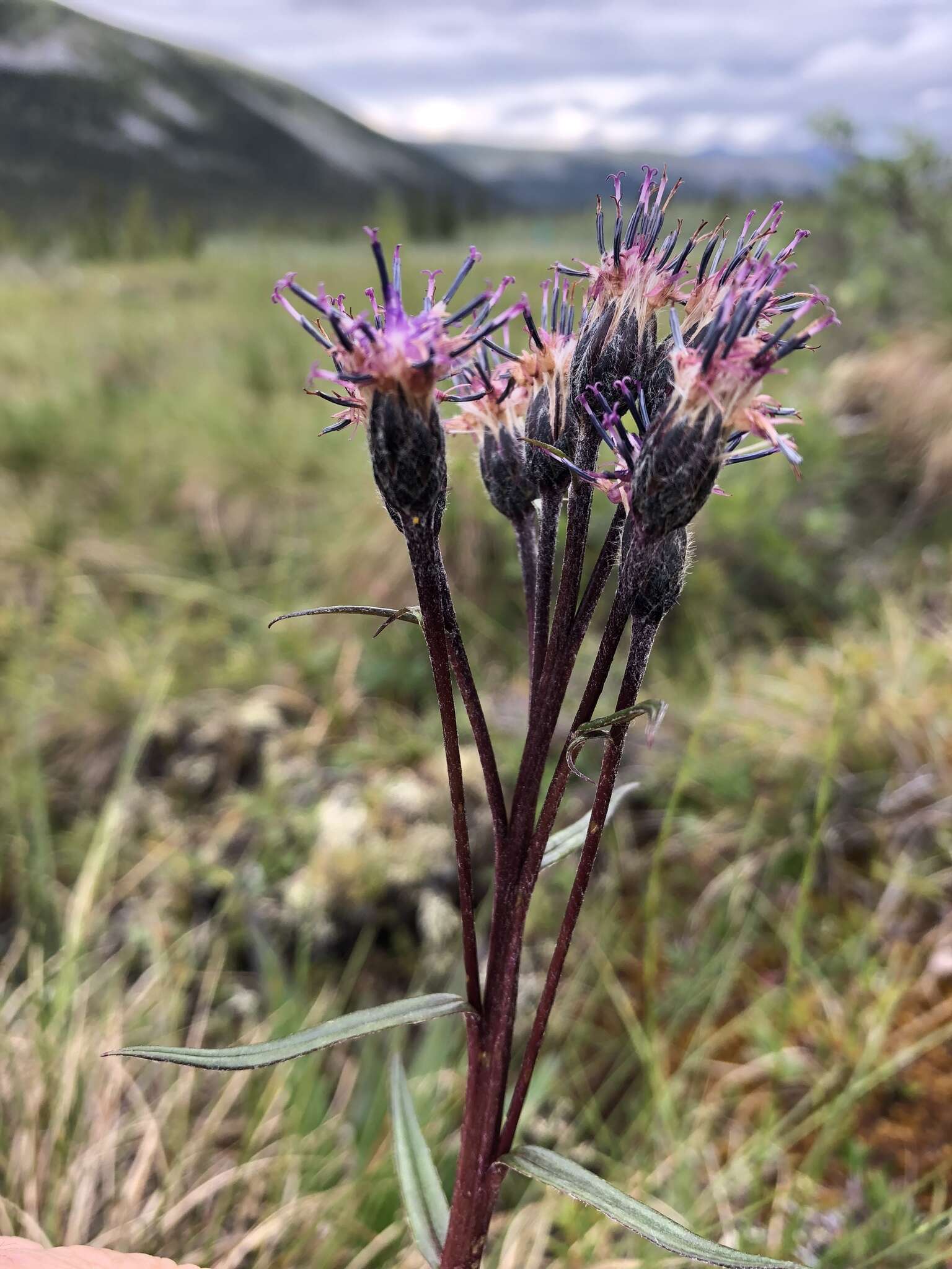 Sivun <i>Saussurea <i>angustifolia</i></i> var. angustifolia kuva