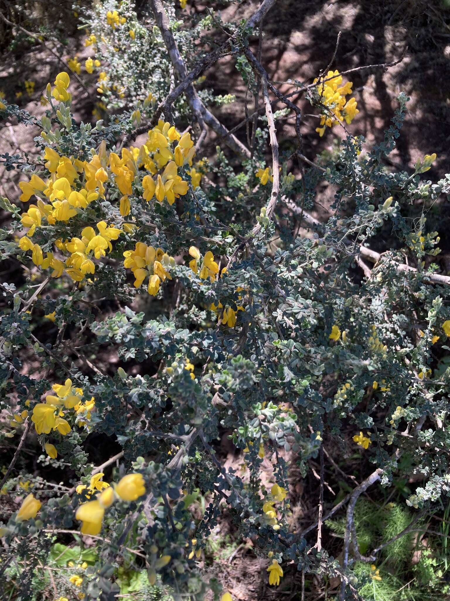 Imagem de Genista canariensis L.