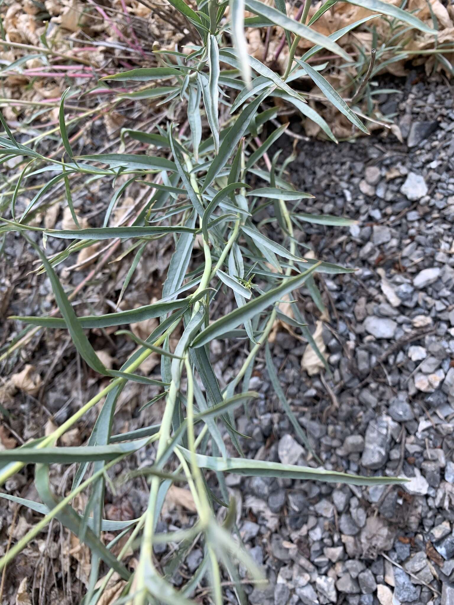 Слика од Penstemon sepalulus A. Nels.