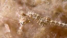 Image of Knobby Seahorse