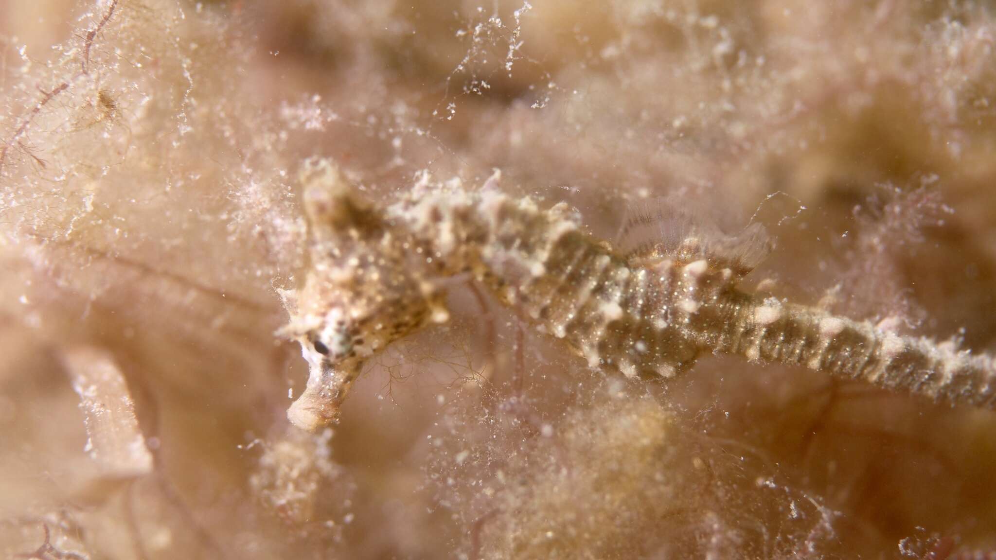 Image of Knobby Seahorse